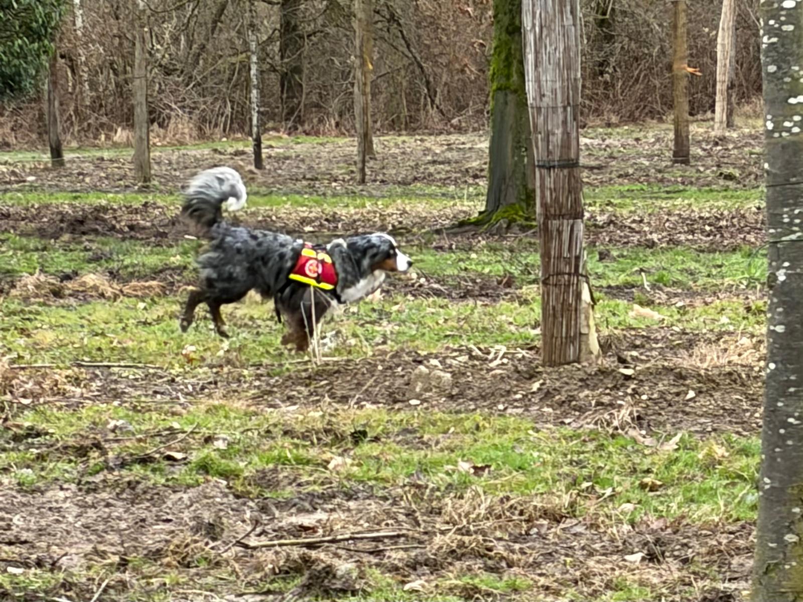 Unsere Rettungshunde starten durch